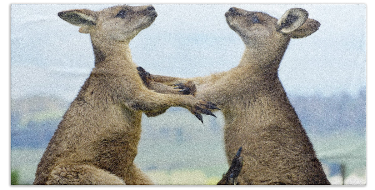 531412 Beach Towel featuring the photograph Grey Kangaroo Males Fighting Tasmania by David Parer and Elizabeth Parer Cook