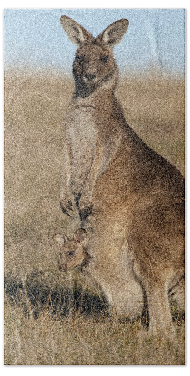 512752 Beach Towel featuring the photograph Grey Kangaroo With Joey Maria Isl by D. Parer & E. Parer-Cook