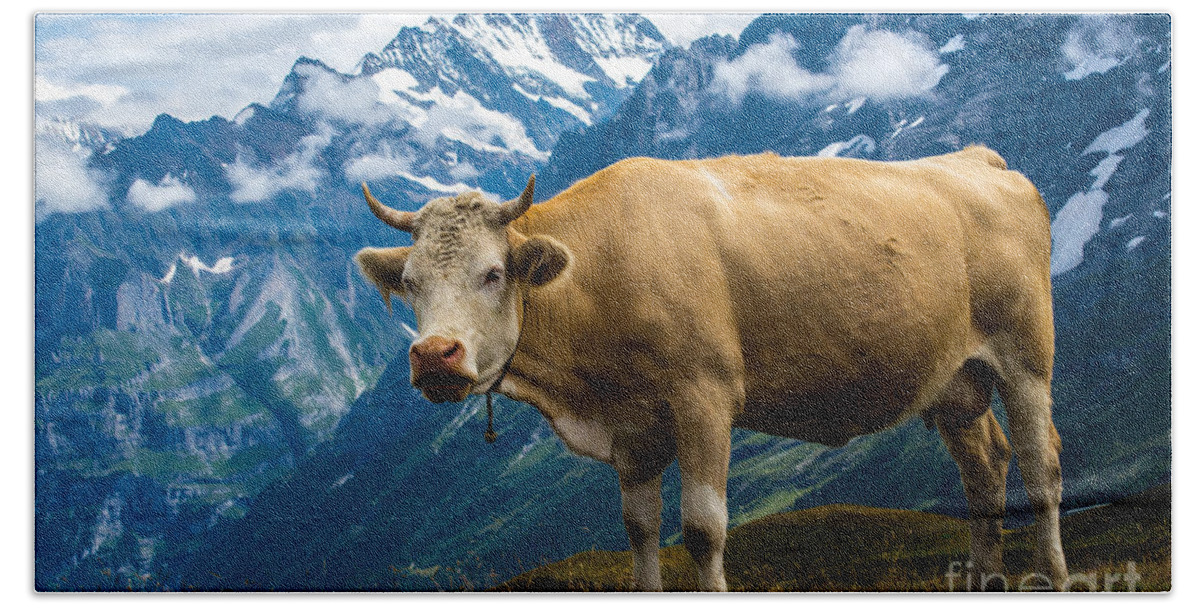 Switzerland Beach Towel featuring the photograph Swiss Cow - Swiss Alps - Switzerland by Gary Whitton
