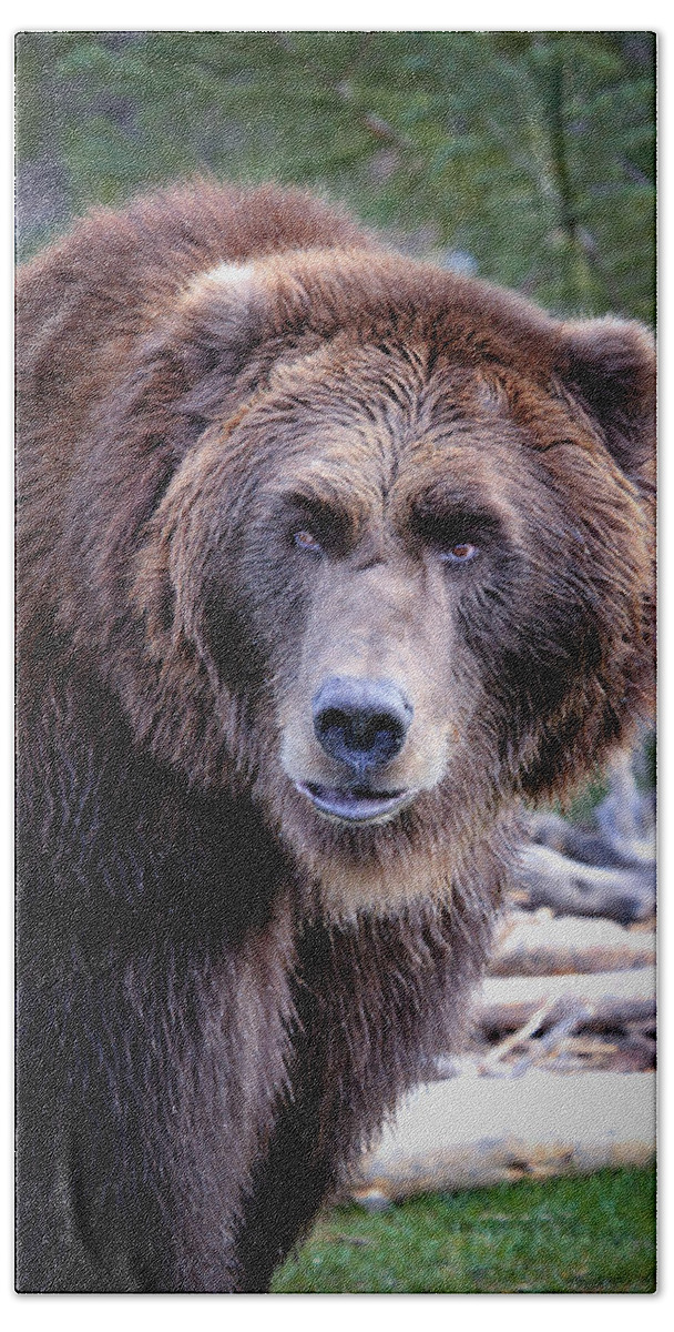 Grizzly Beach Towel featuring the photograph Grizzly by Athena Mckinzie