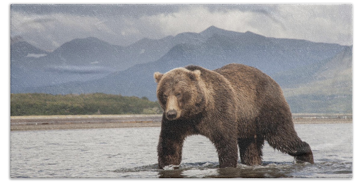 Feb0514 Beach Towel featuring the photograph Grizzly Bear In River Katmai Np Alaska by Matthias Breiter