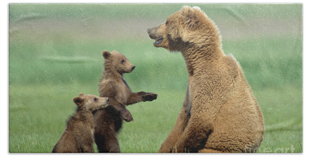00345262 Beach Towel featuring the photograph Grizzly Cubs with Mother by Yva Momatiuk and John Eastcott