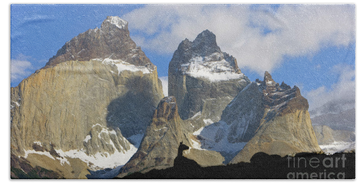 00345708 Beach Towel featuring the photograph Guanaco and Cuernos del Paine by Yva Momatiuk John Eastcott