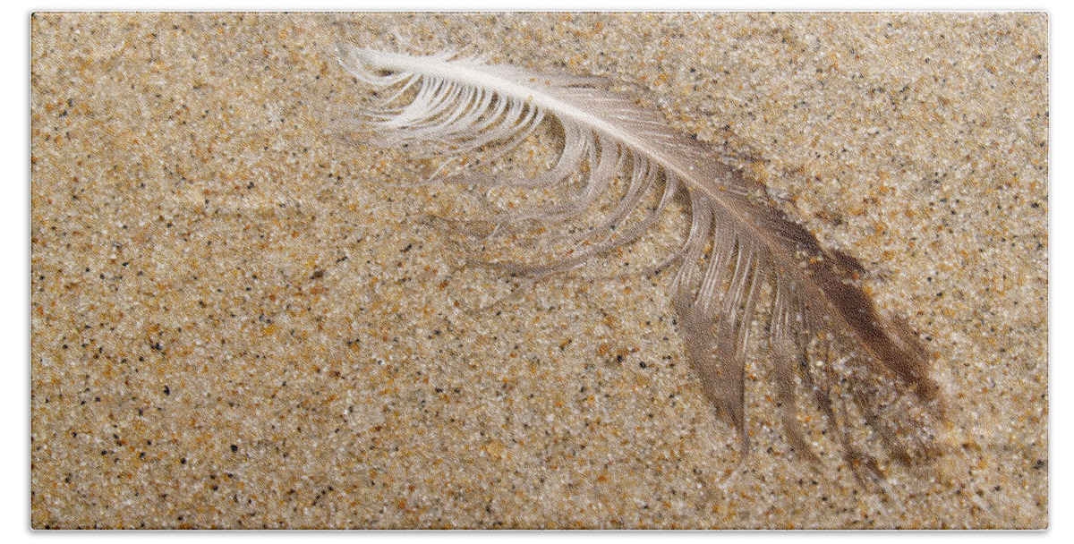Beach Beach Towel featuring the photograph Gull Feather in Sand - New Jersey by Anna Lisa Yoder