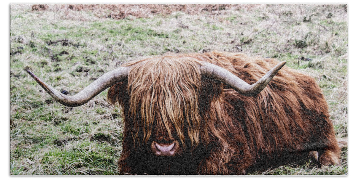 Travel Beach Towel featuring the photograph Hairy Cow by Elvis Vaughn