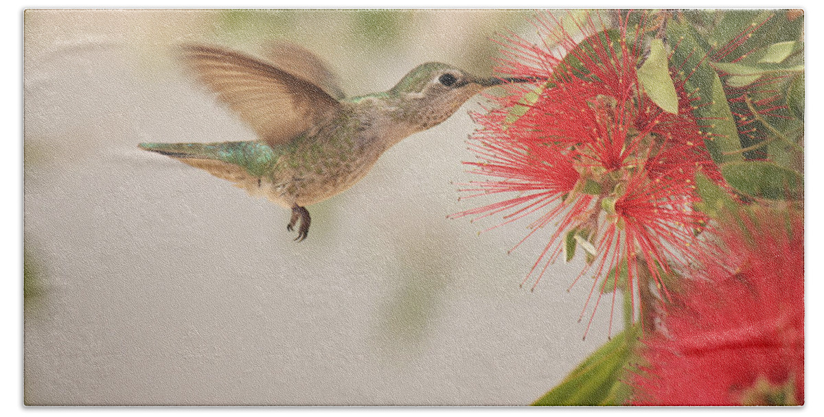 Hummingbird Beach Sheet featuring the photograph Happy Humming by Penny Meyers