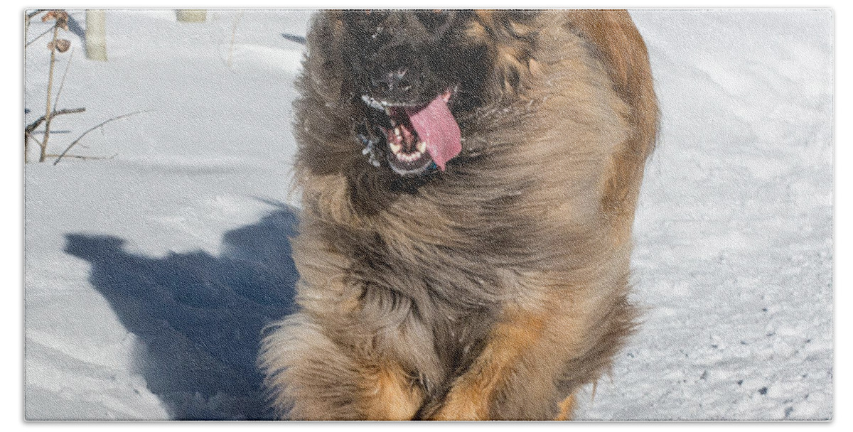 Leonberger Beach Towel featuring the photograph Happy Leonberger Winter Trail Running by Gary Whitton