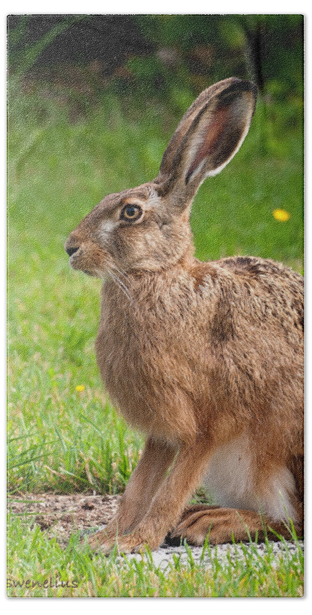 Hare Profile Beach Towel featuring the photograph Hare Profile by Torbjorn Swenelius