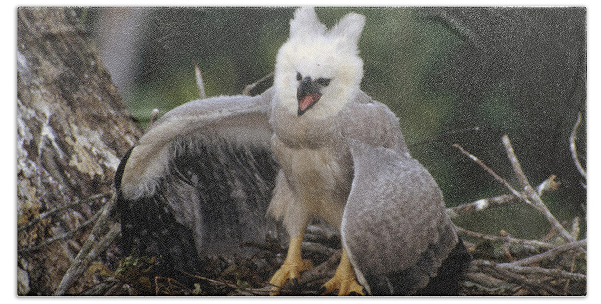 Feb0514 Beach Towel featuring the photograph Harpy Eagle Threat Posture Amazonian by Tui De Roy