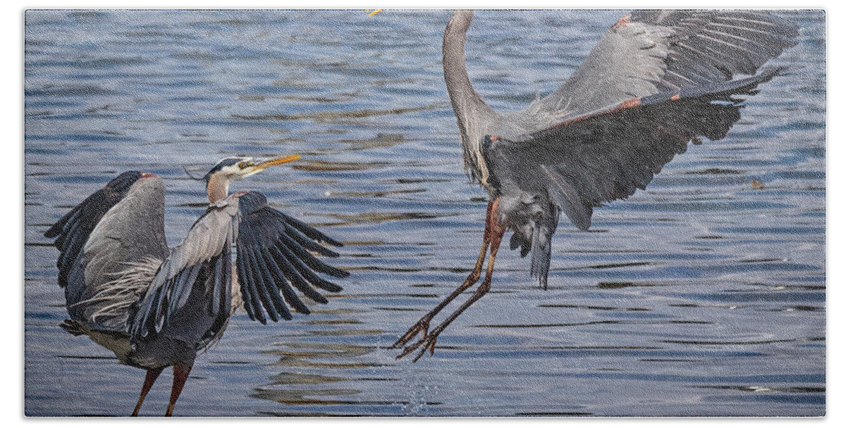 Harrier Herons Beach Towel featuring the photograph Harrier Herons by Wes and Dotty Weber