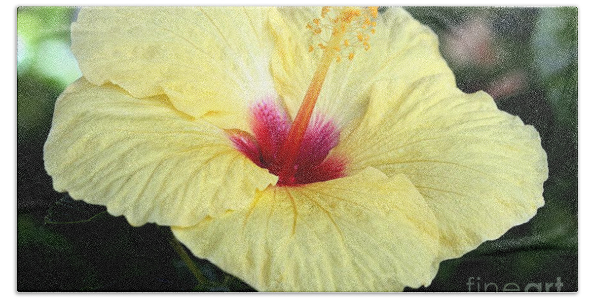 Yellow Hibiscus Beach Towel featuring the photograph Hawaii's Yellow Hibiscus by Elizabeth Winter