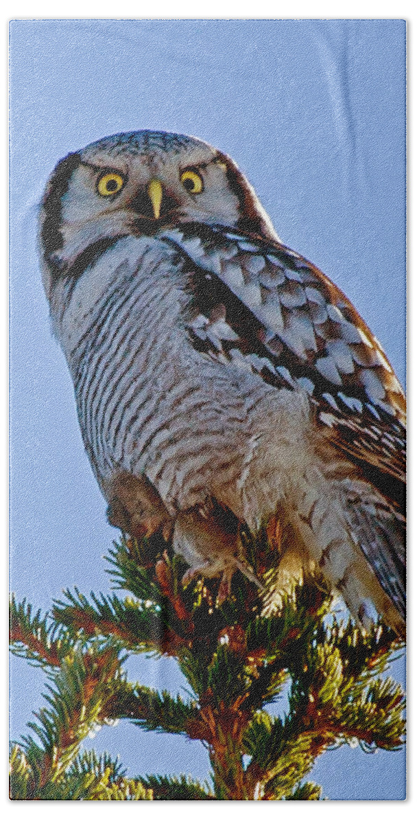 Hawk Owl Square Beach Towel featuring the photograph Hawk Owl square by Torbjorn Swenelius