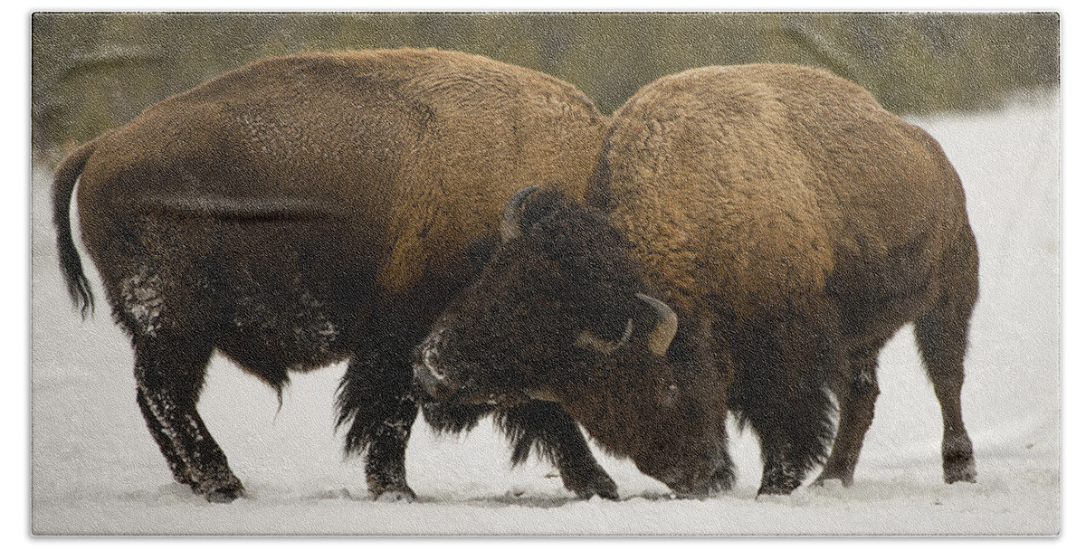 Yellowstone Beach Towel featuring the photograph Head to Head by Bill Cubitt