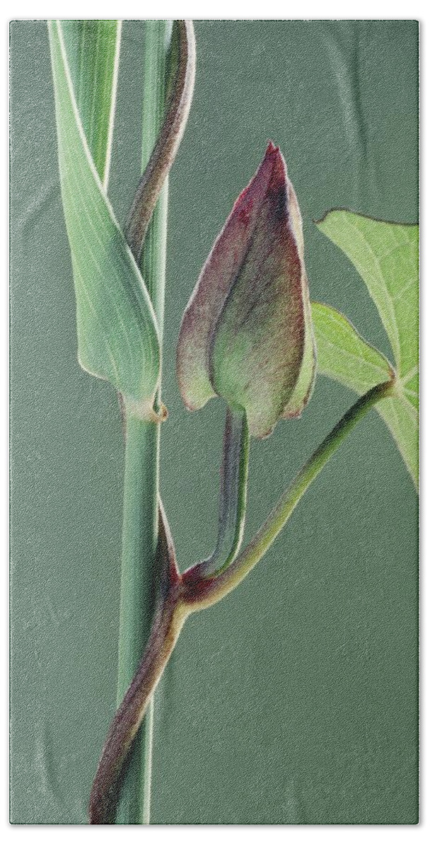 Angiosperm Beach Towel featuring the photograph Hedge Bindweed by Perennou Nuridsany