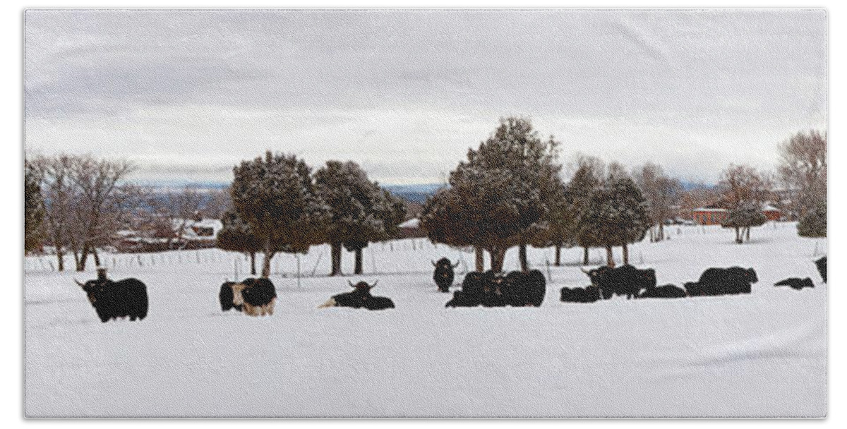 Photography Beach Towel featuring the photograph Herd Of Yaks Bos Grunniens On Snow by Panoramic Images