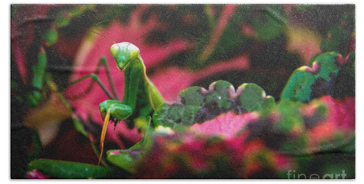 Praying Mantis Beach Towel featuring the photograph Here I Am by Robert Bales