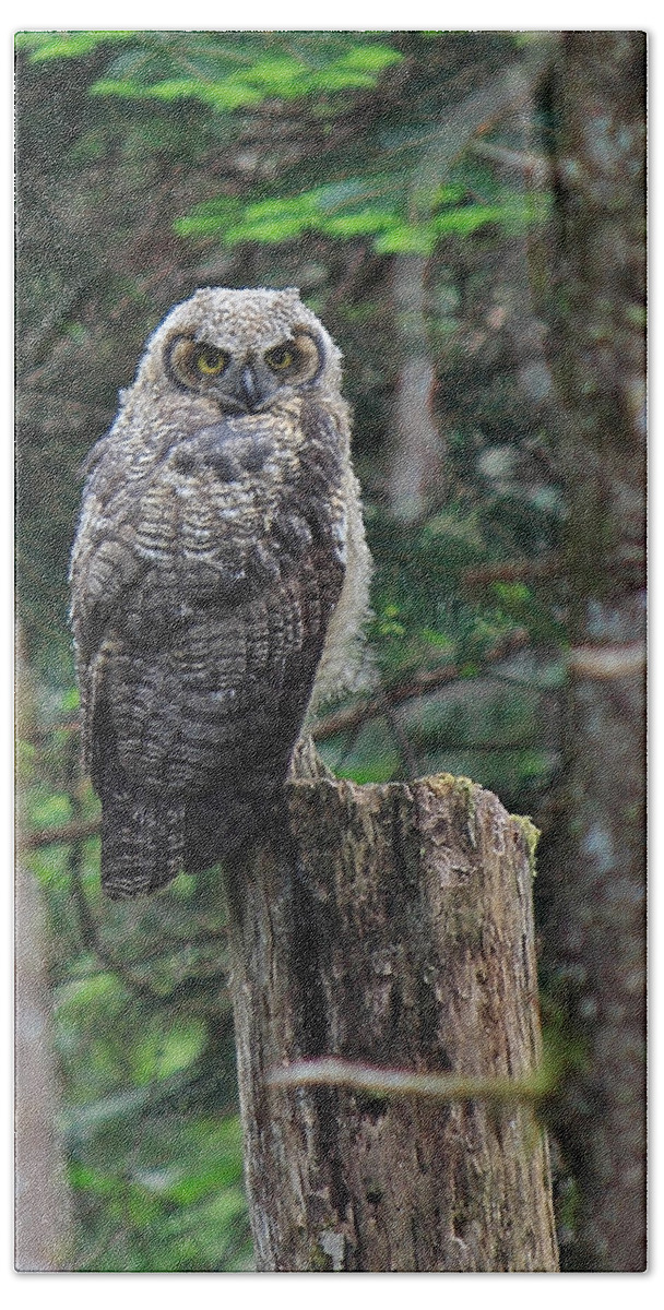 Owl Beach Towel featuring the photograph Here's Looking At You by Randy Hall