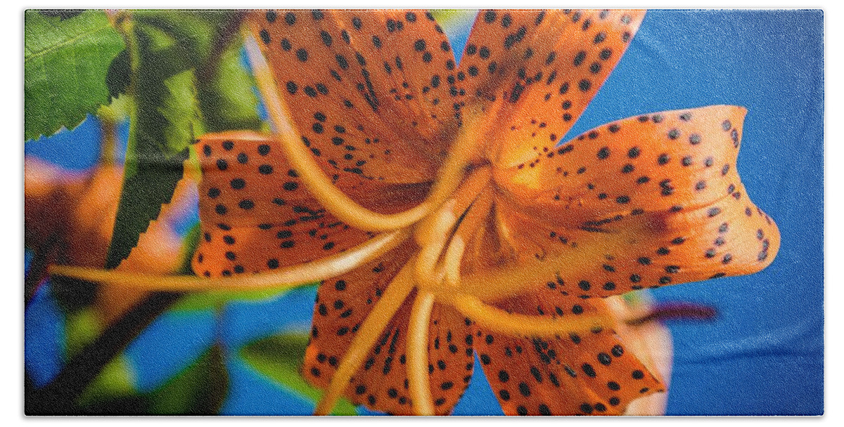 Tiger Lily Beach Towel featuring the photograph Here's looking Up by Rick Bartrand