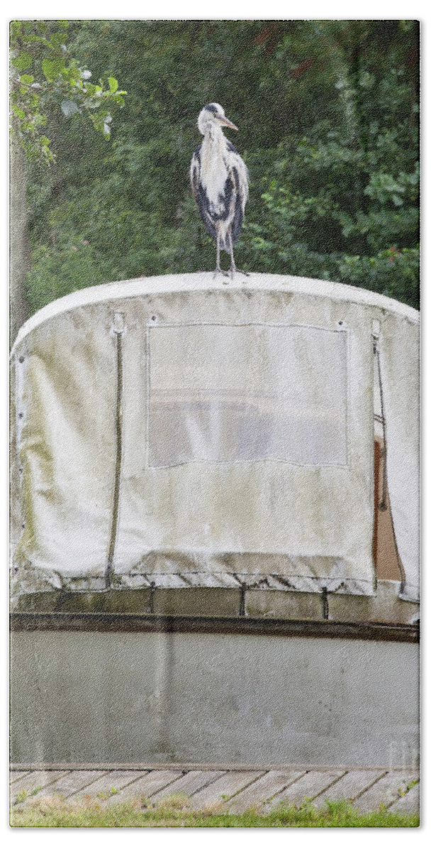 Heron Beach Towel featuring the photograph Heron perched on boat by Simon Bratt