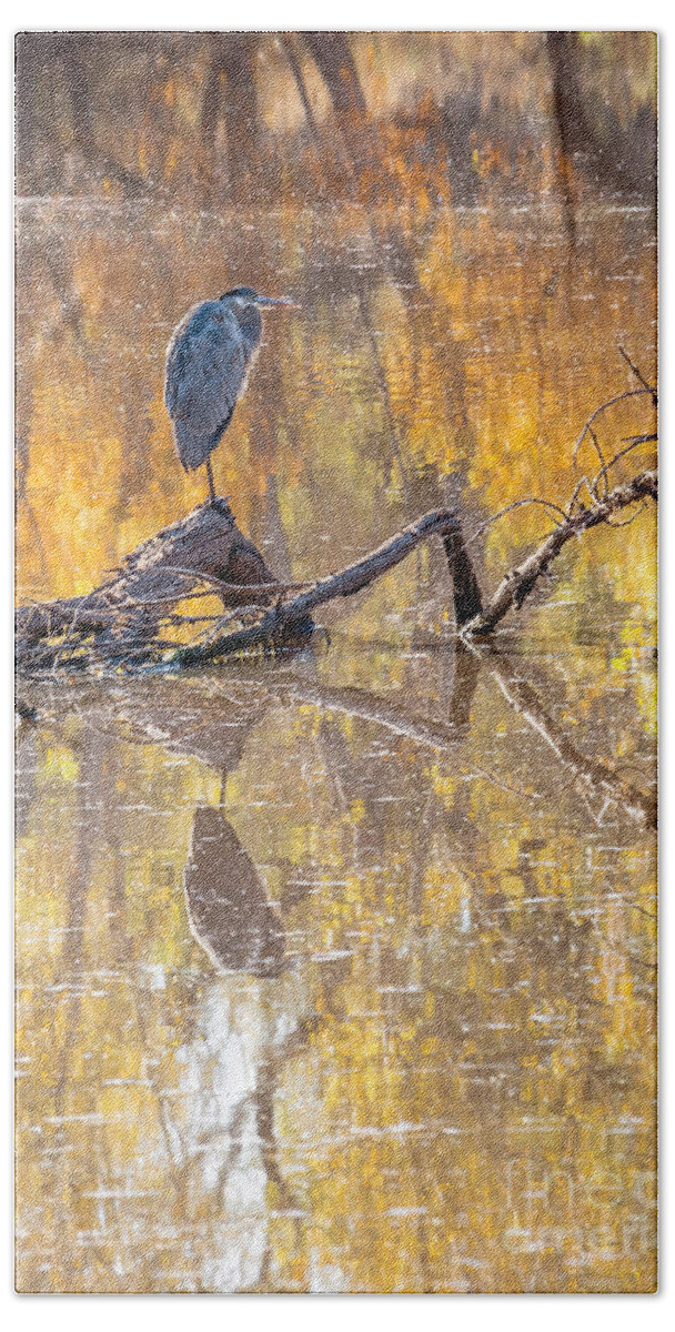 Al Andersen Beach Towel featuring the photograph Heron Reflecting by Al Andersen