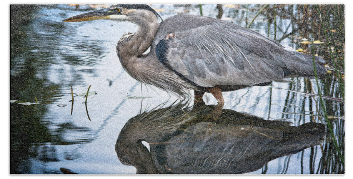 Ornithology Beach Towel featuring the photograph Heron Reflecting by Cheryl Baxter