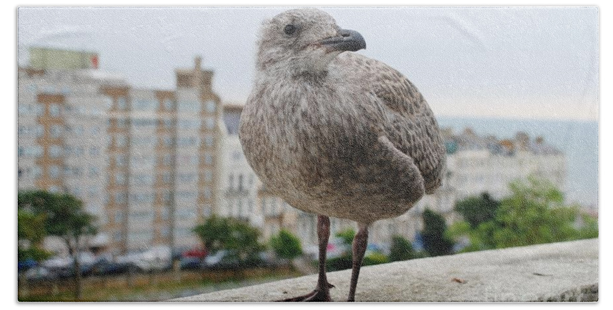 European Beach Towel featuring the photograph Herring Gull chick by David Fowler