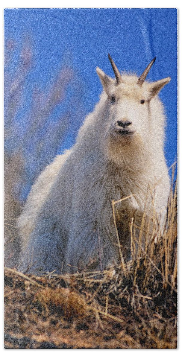 Mountain Goat Beach Towel featuring the photograph Hey Good Looking by Greg Norrell