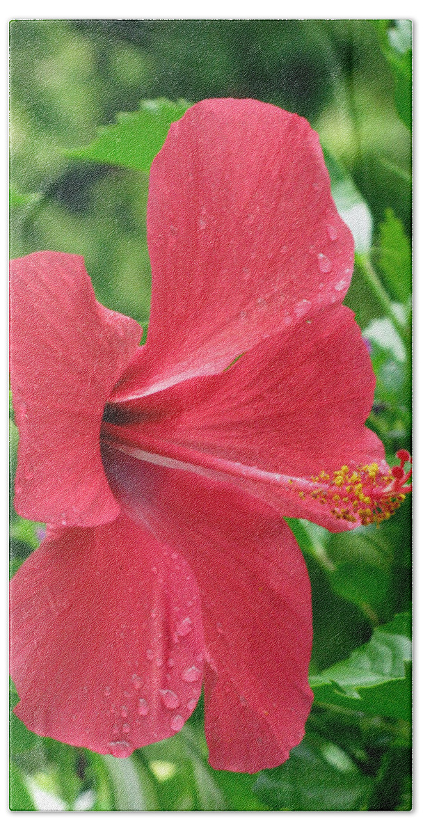 Hibiscus Beach Towel featuring the photograph Hibiscus - After The Rain - 15 by Pamela Critchlow
