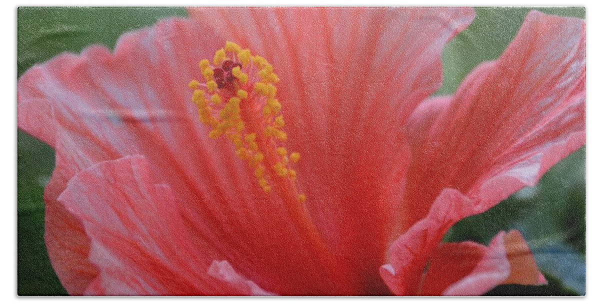 Hibiscus Beach Towel featuring the photograph Hibiscus Beauty by Linda Bailey