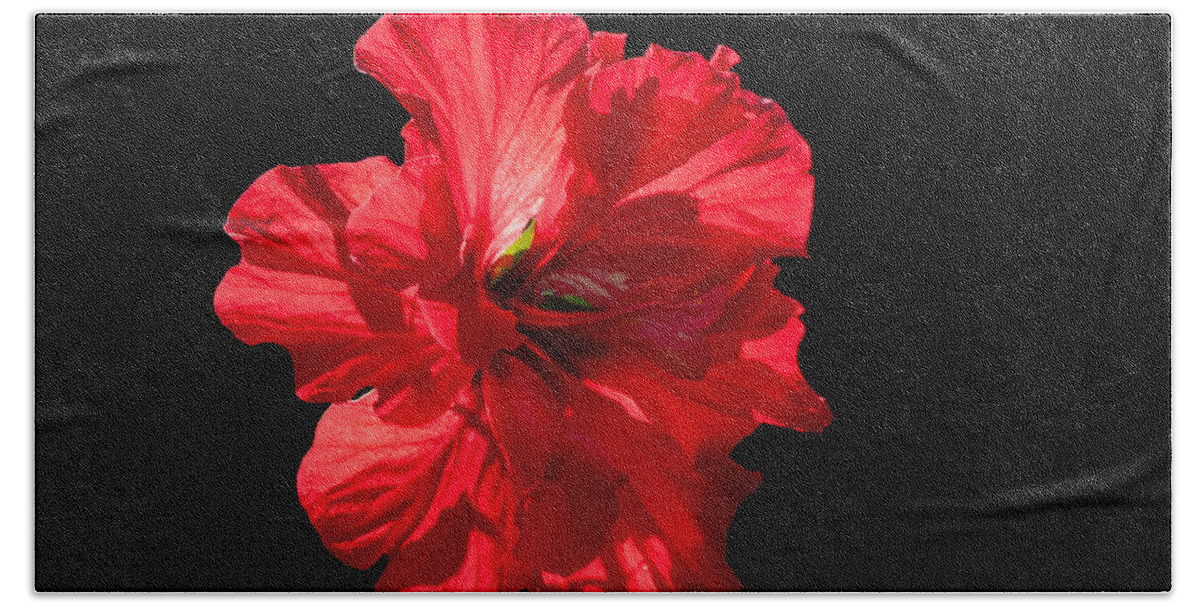 This Hibiscus Rosa-sinensis Are From My Grandmother And Been My Companion Since The Fifthies. Hibiscus Pride Of Hankins Double Fuschia Pink Has Beautiful Deep Forest Green Glossy Foliage With A Dense Beach Towel featuring the photograph Hibiscus rosa sinensis - Pride of Hankins II by Torbjorn Swenelius