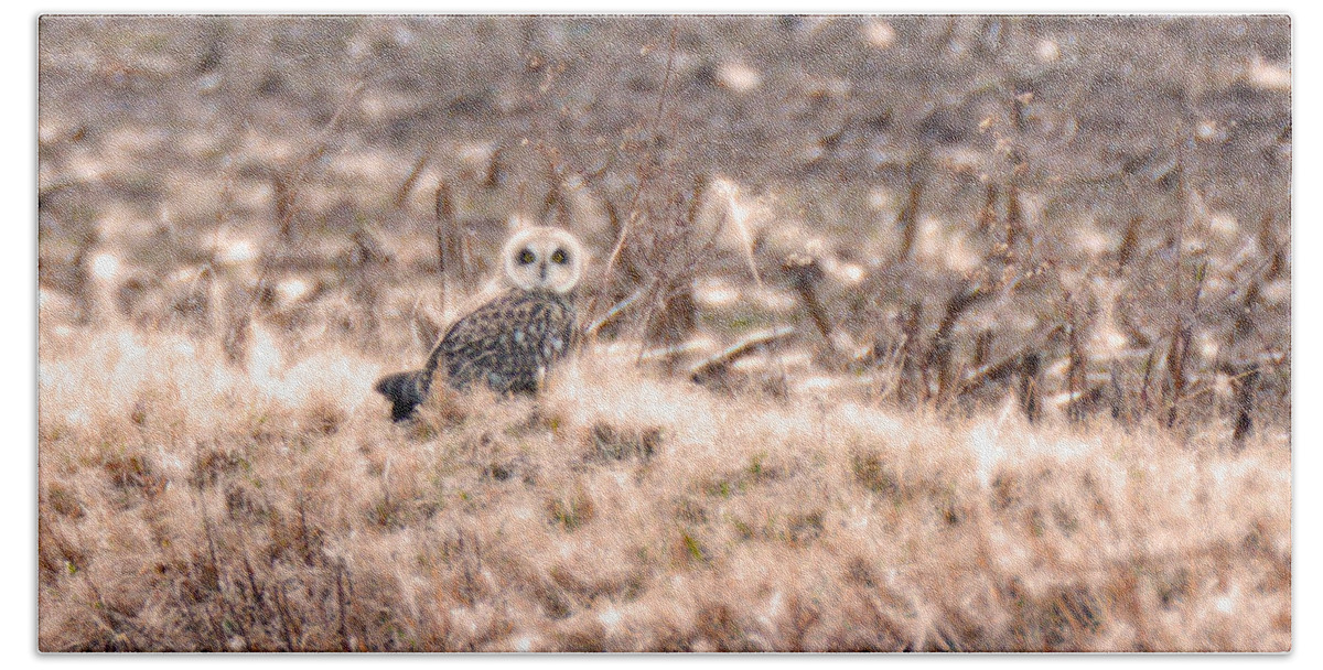 Short-eared Owl Beach Sheet featuring the photograph Hiding in plain sight by Tracy Winter