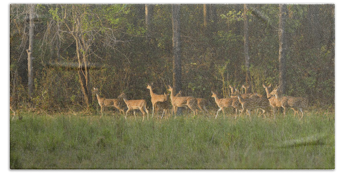 Deer Beach Towel featuring the photograph High on Alert by Fotosas Photography
