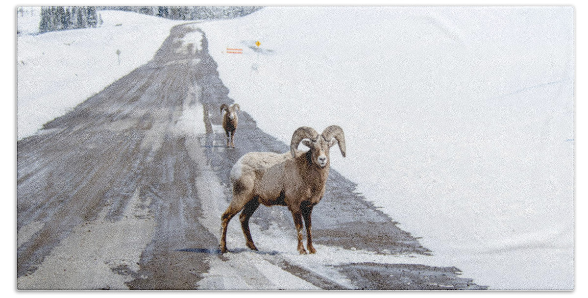 Big Horn Sheep Beach Sheet featuring the photograph On the Road Again Big Horn Sheep by Roxy Hurtubise
