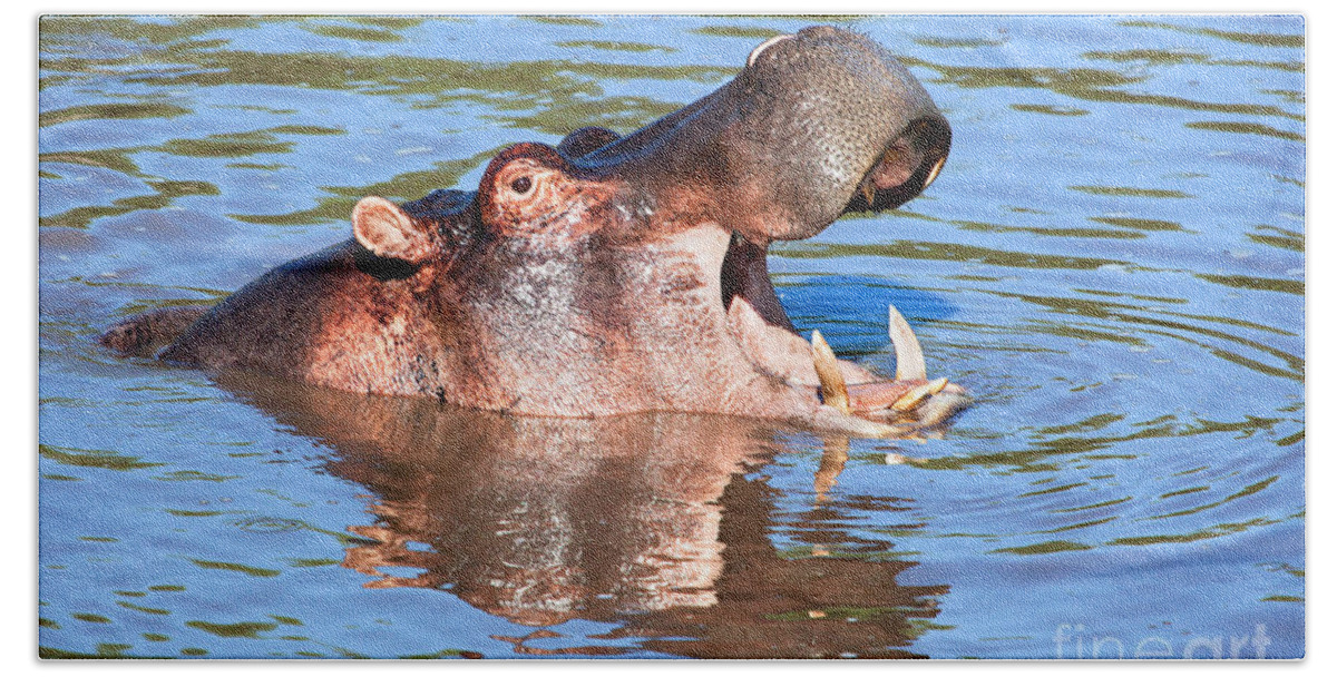 Hippo Beach Towel featuring the photograph Hippo with open mouth in river. Serengeti. Tanzania by Michal Bednarek