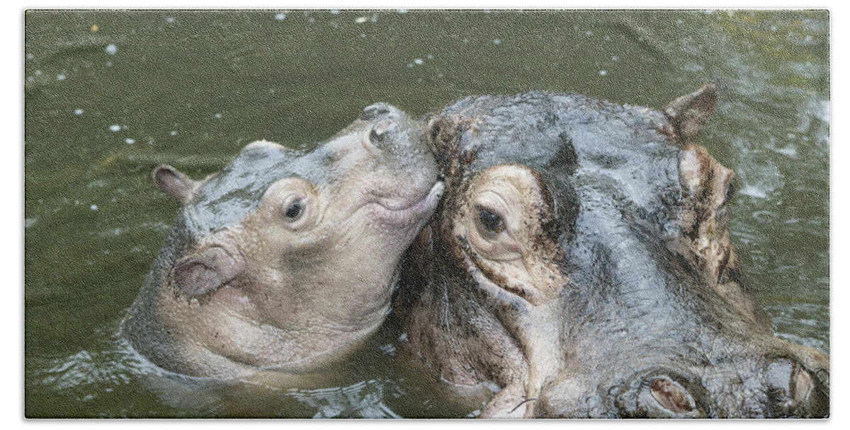 Hippo Beach Towel featuring the photograph Hippopotamus And Baby by M. Watson