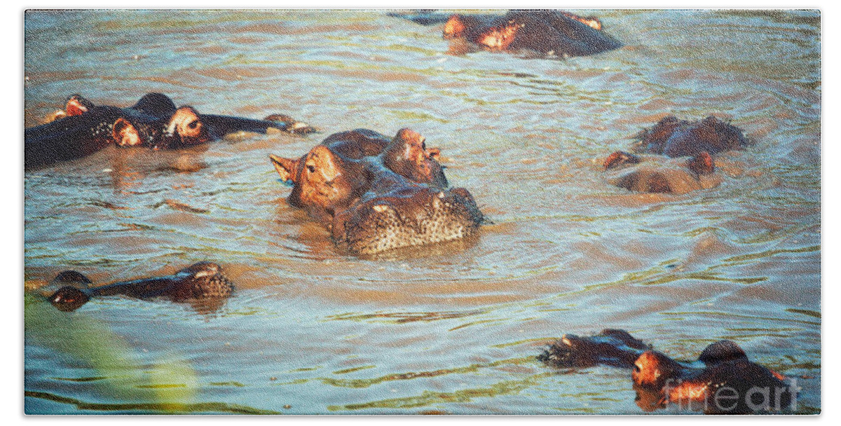 Hippo Beach Towel featuring the photograph Hippopotamus group in river. Serengeti. Tanzania by Michal Bednarek