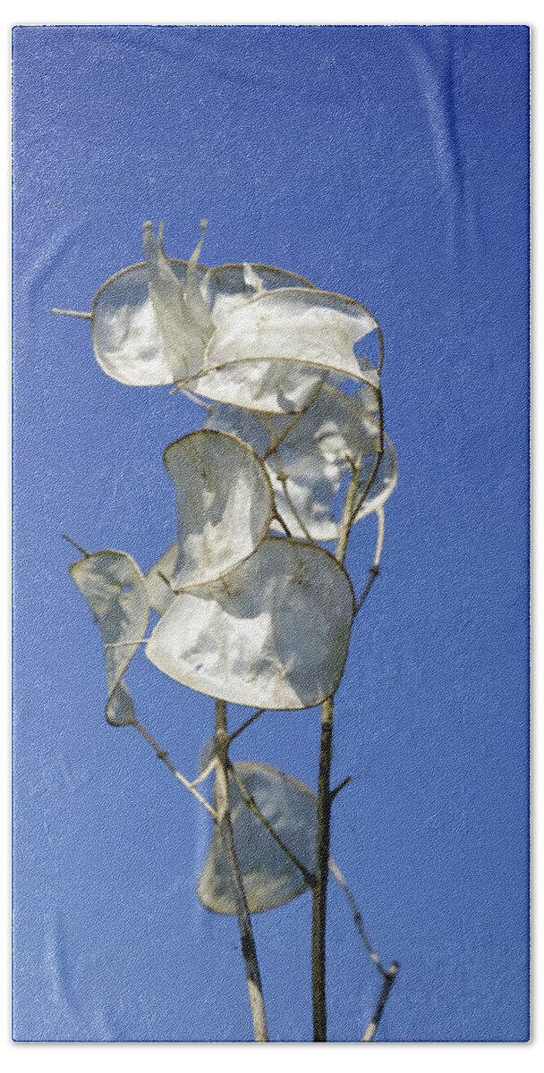 Europe Beach Towel featuring the photograph Honesty Seed Pods by Rod Johnson