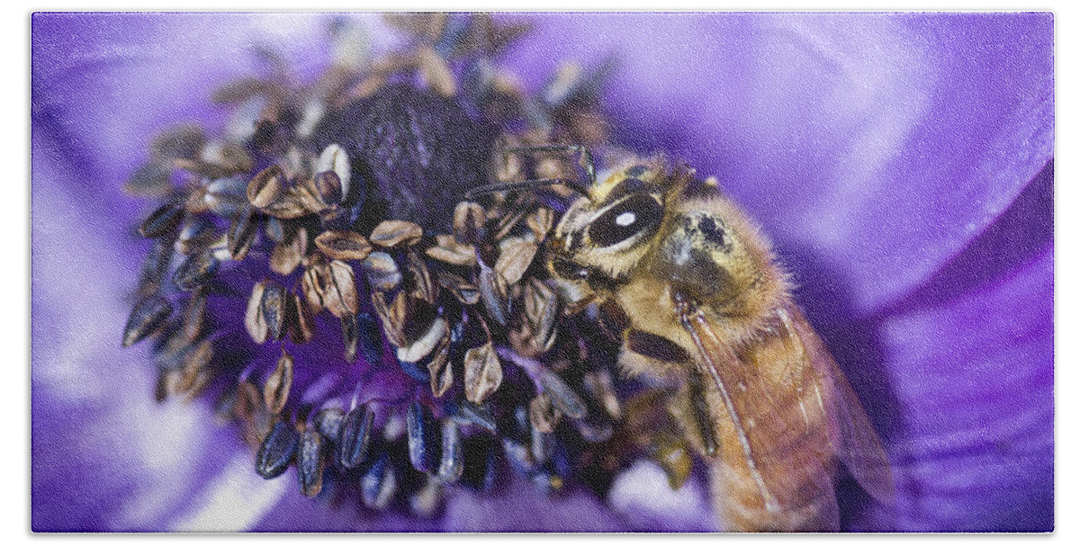 Anemone Beach Towel featuring the photograph Honeybee And Anemone by Priya Ghose