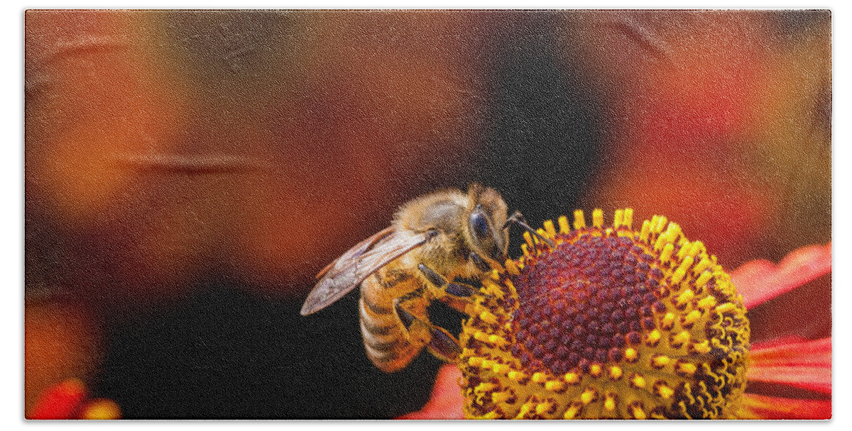 Bee Beach Towel featuring the photograph Honeybee at Work by Jurgen Lorenzen
