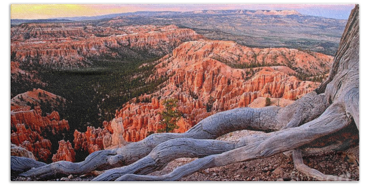 Bryce Canyon Beach Towel featuring the photograph Hoodoos In The Canyon by Adam Jewell