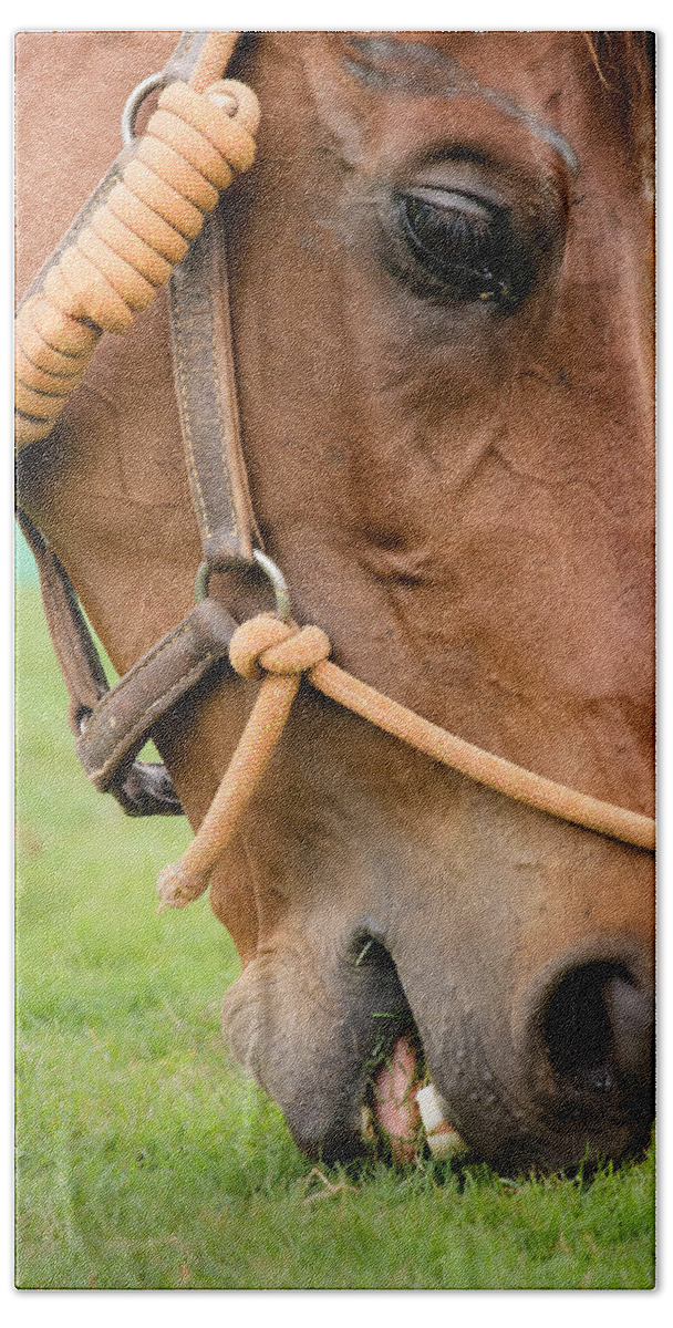  Animal Beach Towel featuring the photograph Horse grazing by SAURAVphoto Online Store