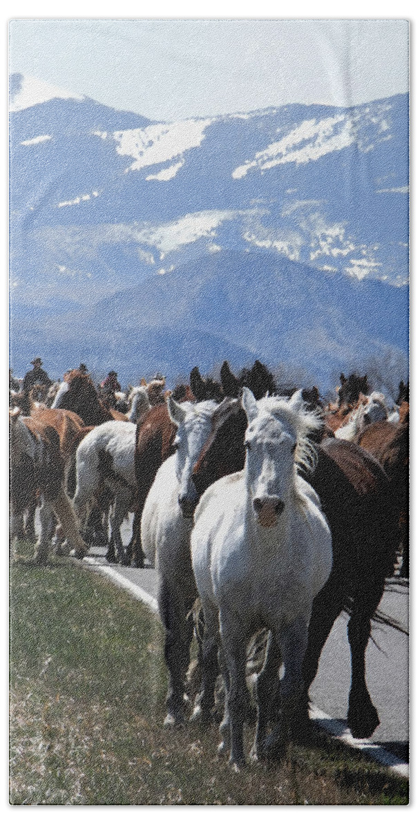 Horses Beach Towel featuring the photograph Horses on Road by Kae Cheatham