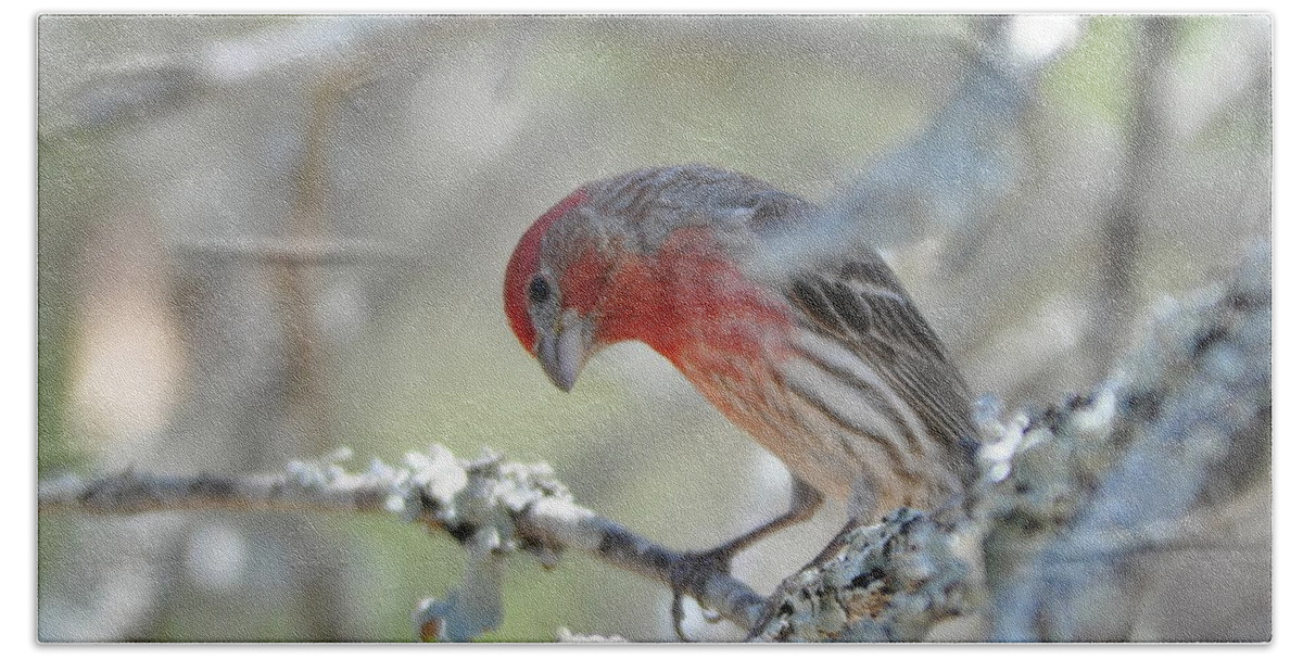 House Finch Beach Sheet featuring the photograph House Finch by Frank Madia