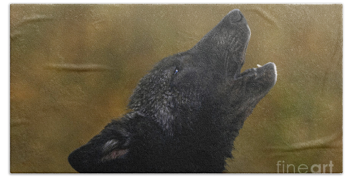 Gray Wolf Beach Towel featuring the photograph Howling Gray Wolf Pup Endangered Species Wildlife Rescue by Dave Welling