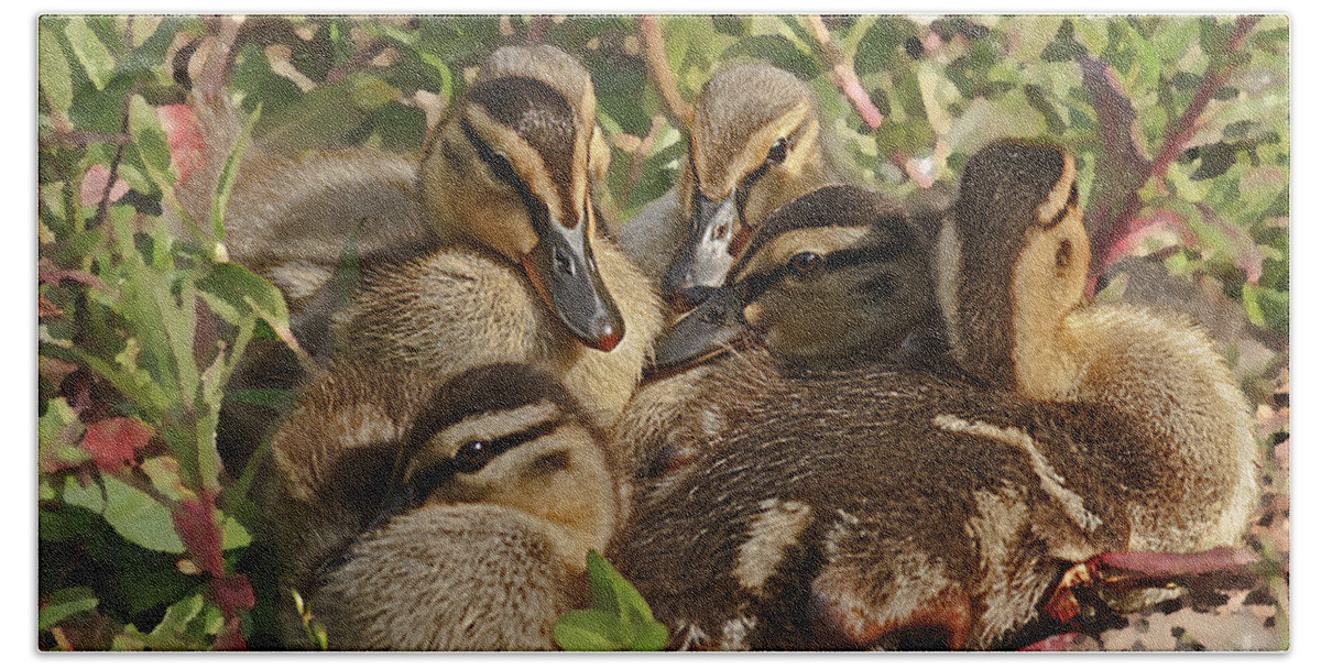 Kate Brown Beach Sheet featuring the photograph Huddled Ducklings by Kate Brown