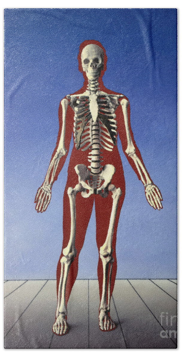 Skeleton Beach Towel featuring the photograph Human Skeleton by Bill Longcore
