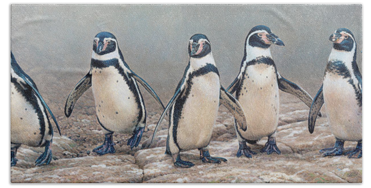 Animal Beach Towel featuring the photograph Humboldt Penguins Standing In A Row by Ikon Ikon Images