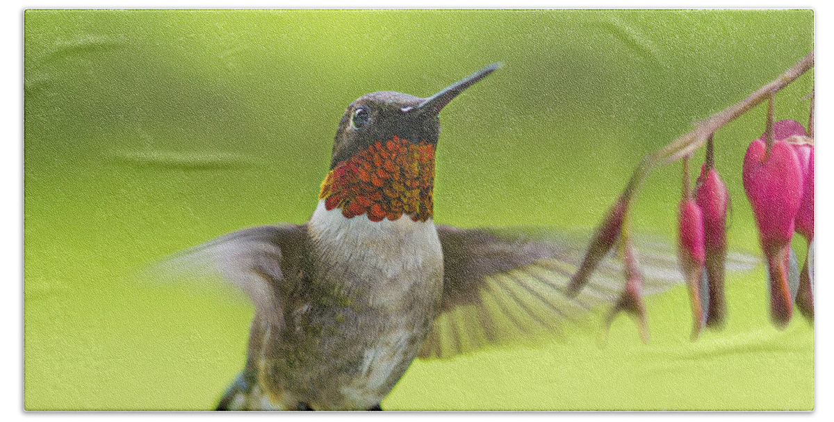Humming Bird Beach Towel featuring the photograph Hummer by Alana Ranney