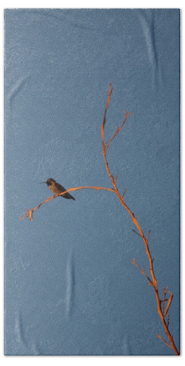 Hummingbird Beach Sheet featuring the photograph Hummingbird by David S Reynolds