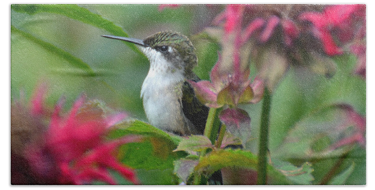 Bird Beach Sheet featuring the photograph Hummingbird on a Leaf by Rodney Campbell